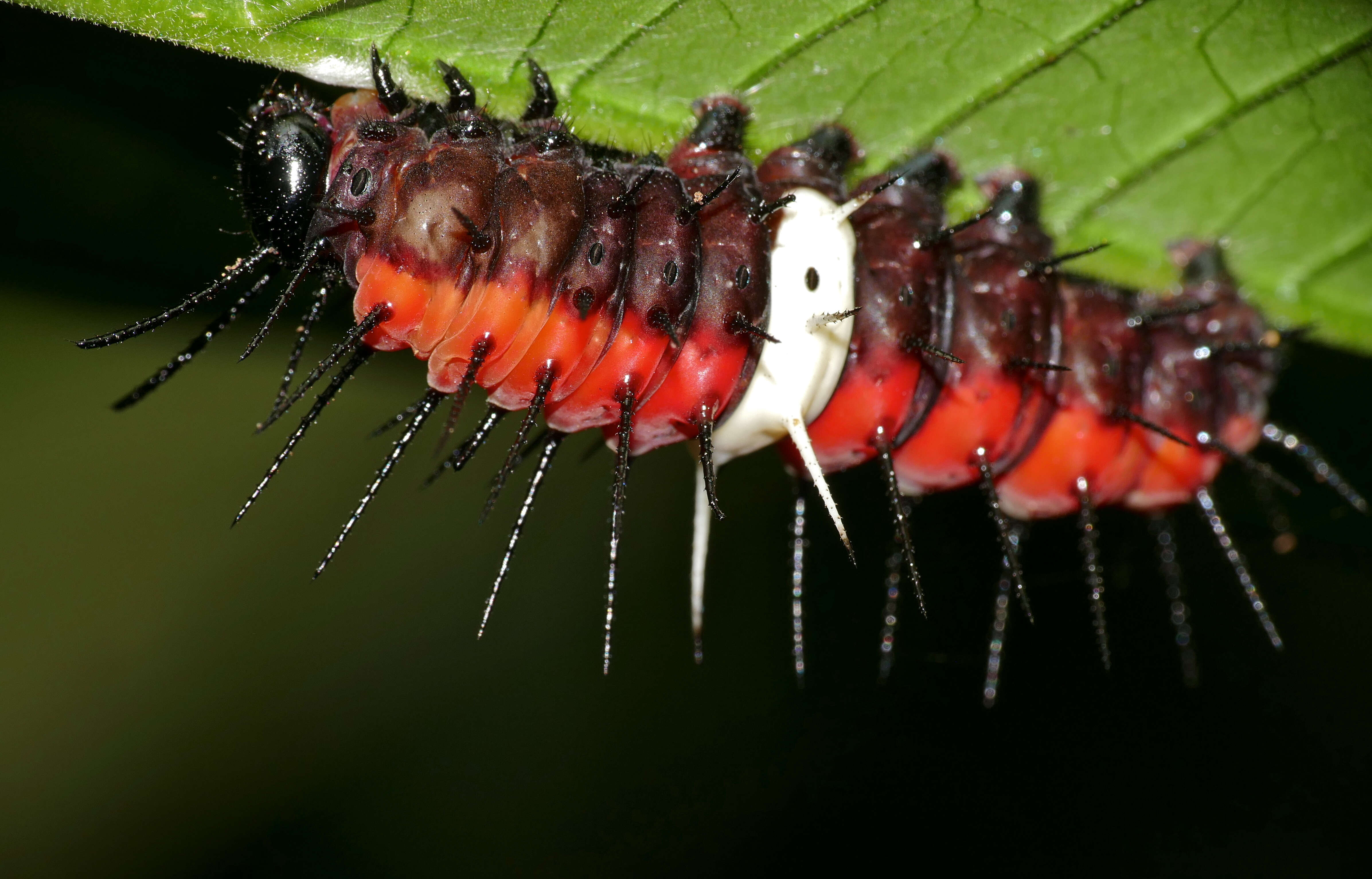 Cethosia hypsea Doubleday (1847) resmi