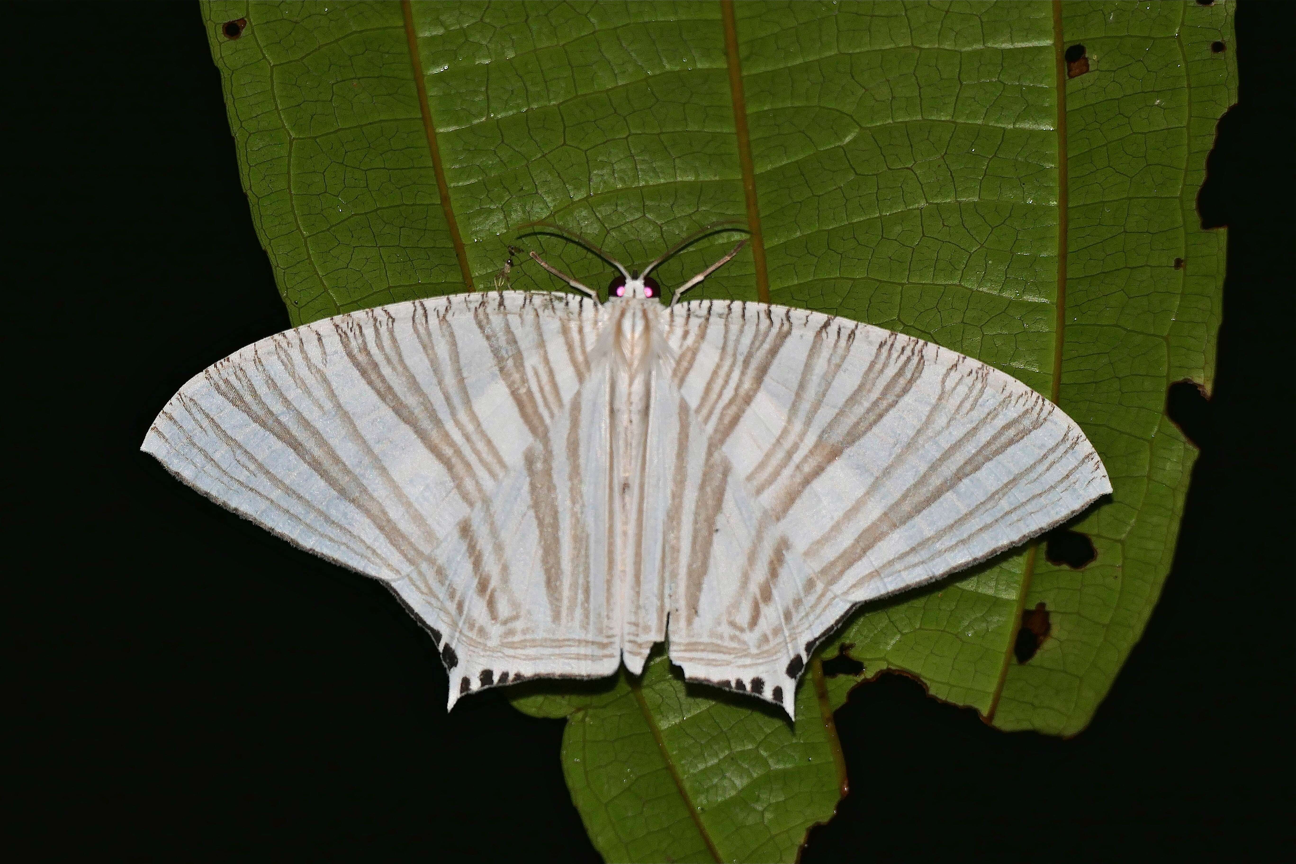 Image of Strophidia caudata Fabricius 1781