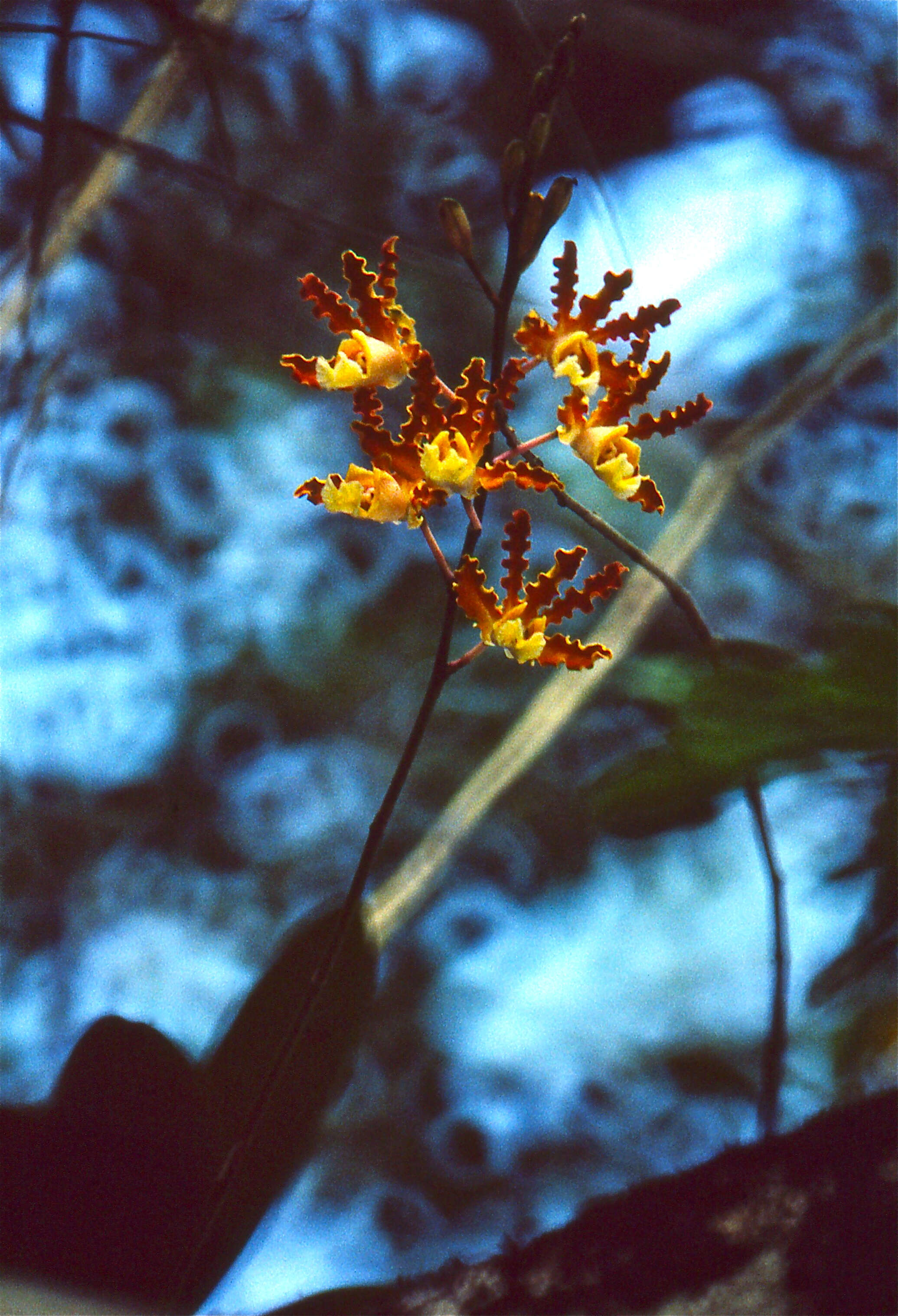 صورة Myrmecophila brysiana (Lem.) G. C. Kenn.