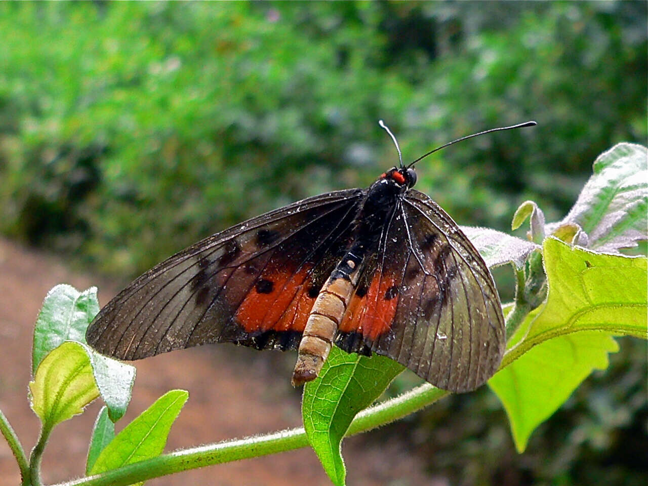 Image of Acraea abdera Hewitson 1852