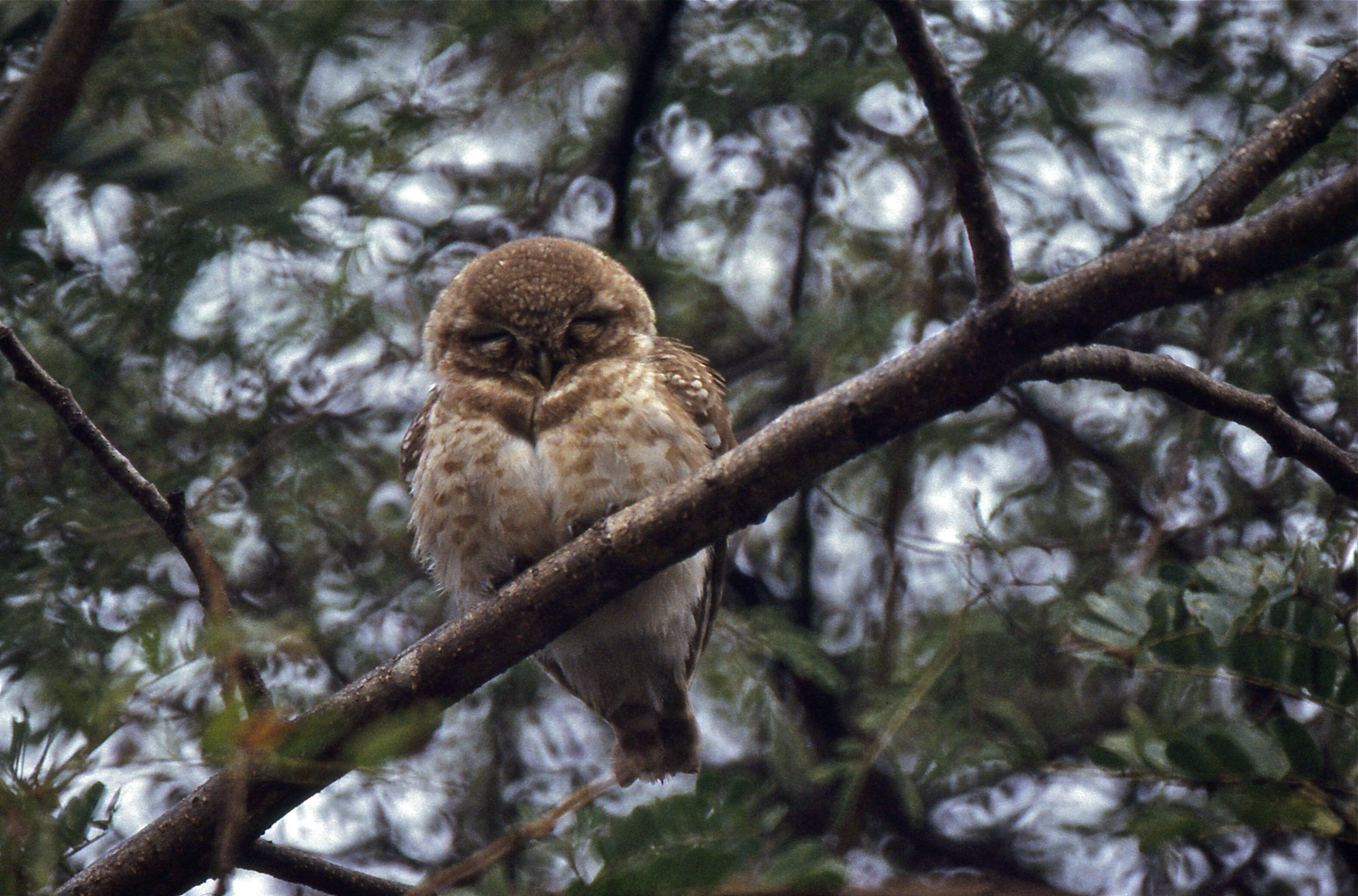 Image of Spotted Owlet