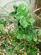 Image of Lundy cabbage