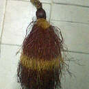 Image of West African piassava palm