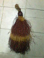 Image of West African piassava palm