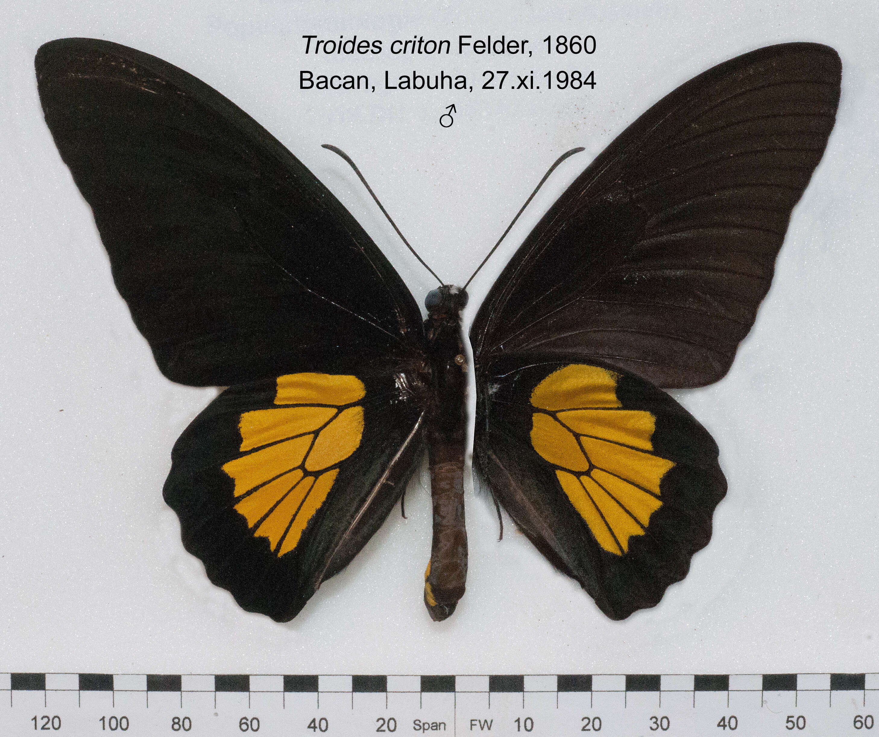 Image of Troides criton (Felder & Felder 1860)