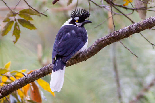 Imagem de Cyanocorax dickeyi Moore & RT 1935