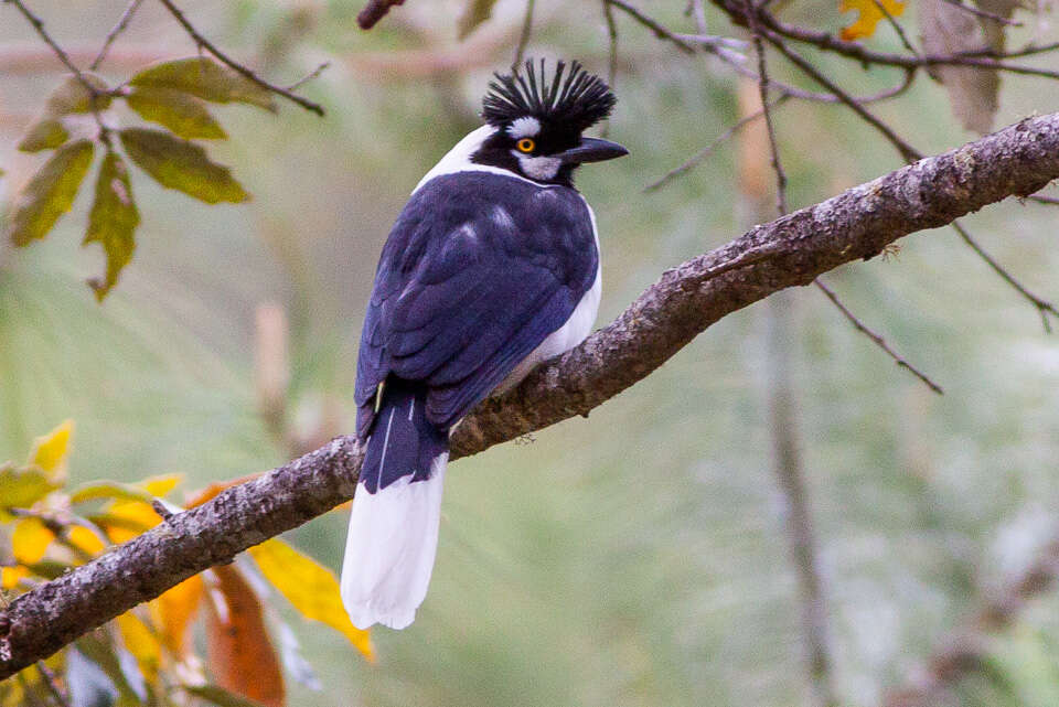 Image of Tufted Jay