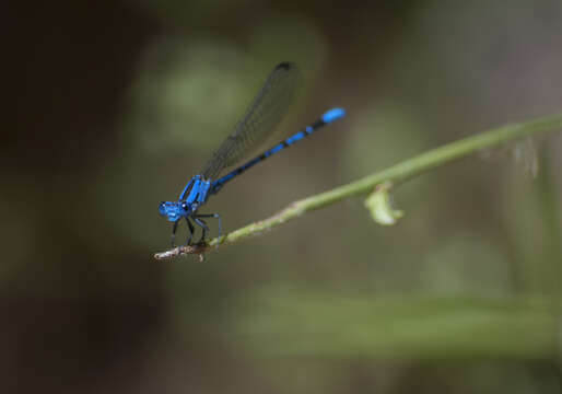 Imagem de Argia vivida Hagen ex Selys 1865