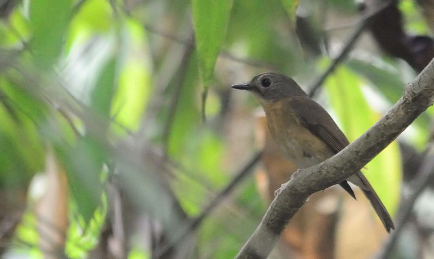 Image of Pale-chinned Blue Flycatcher