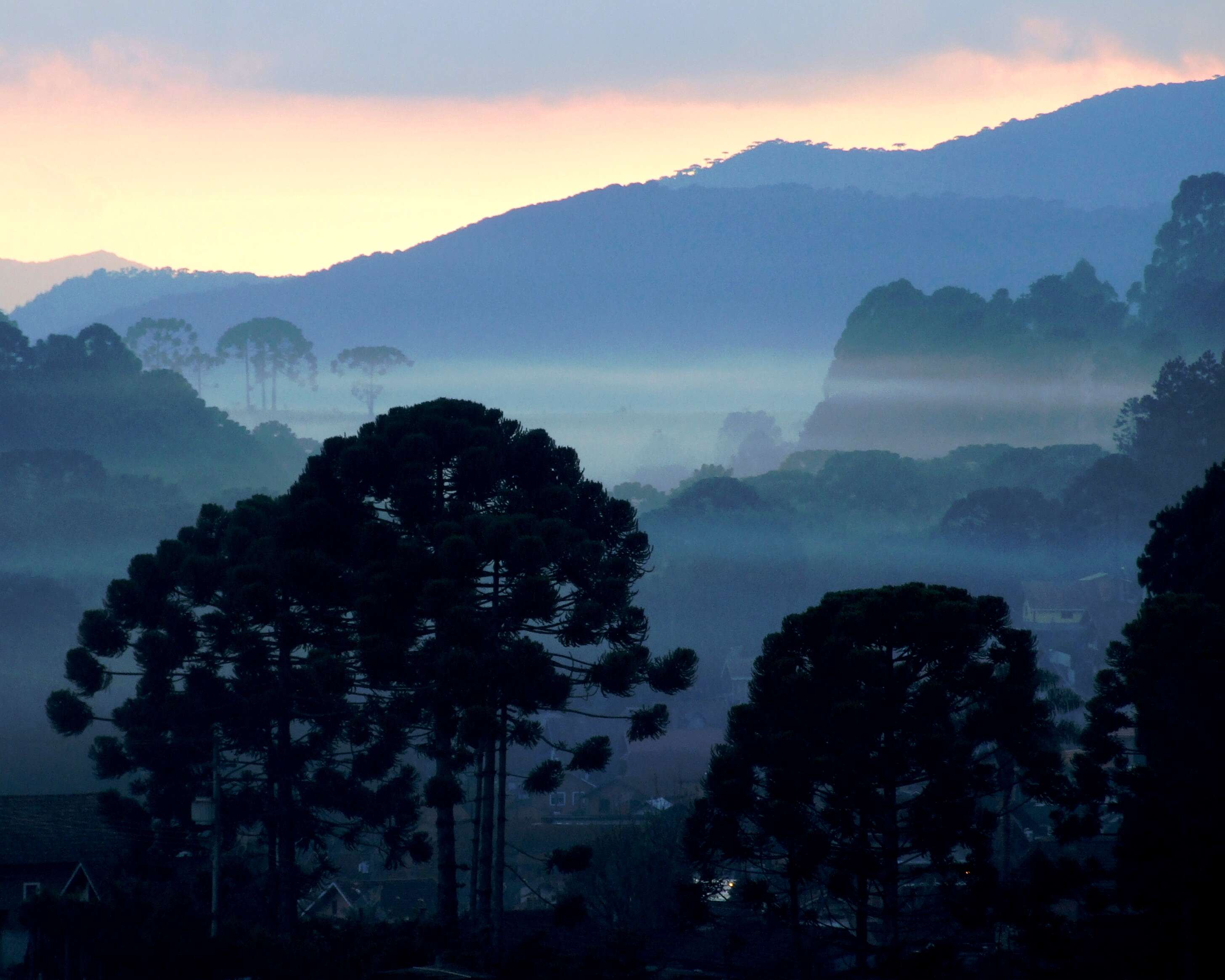 Image de Pin du Paraná