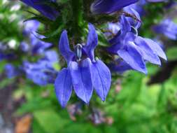 Слика од Lobelia siphilitica L.