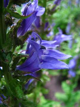 Слика од Lobelia siphilitica L.