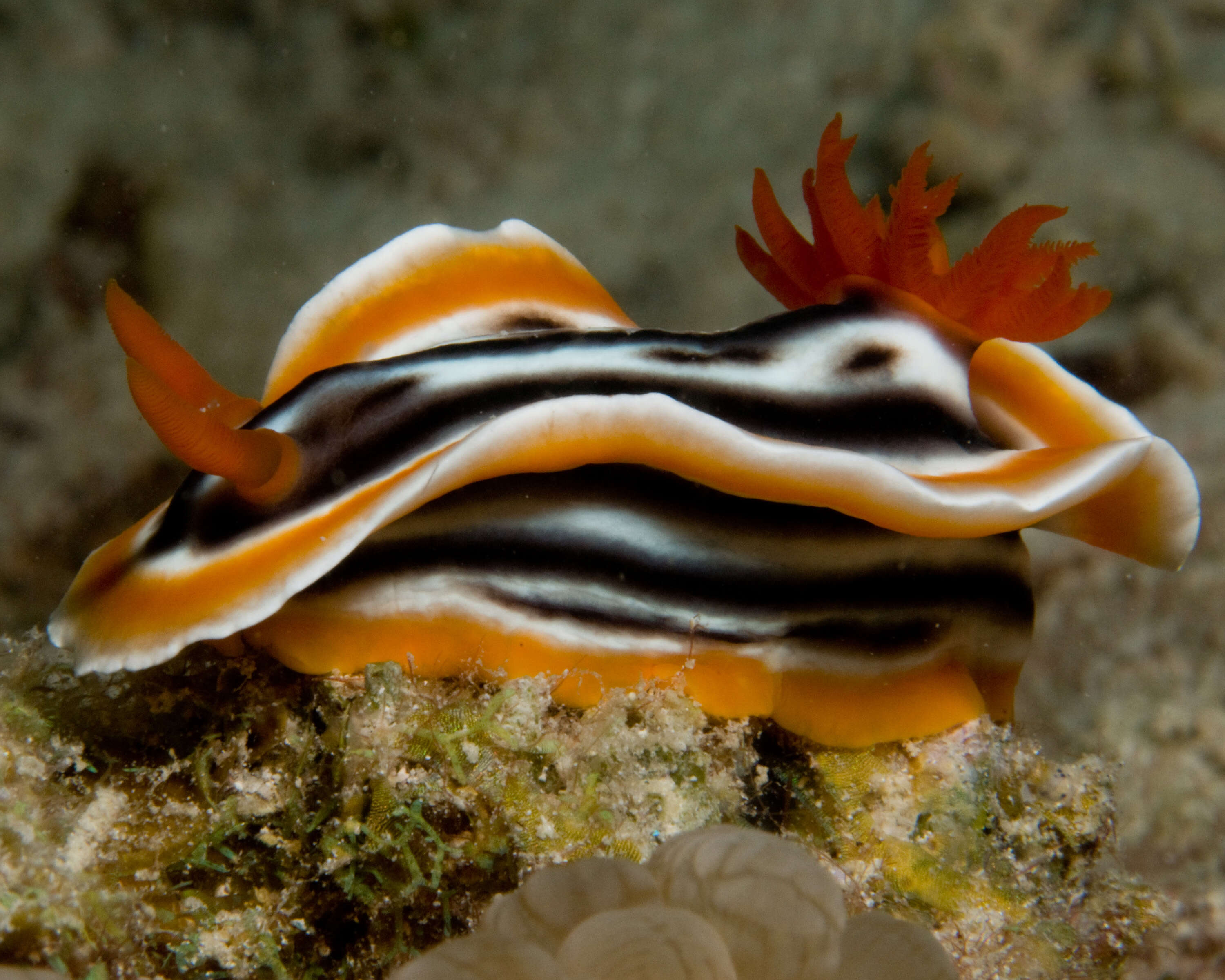 Image de Chromodoris magnifica (Quoy & Gaimard 1832)