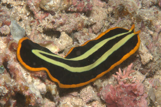 Image of Flatworm