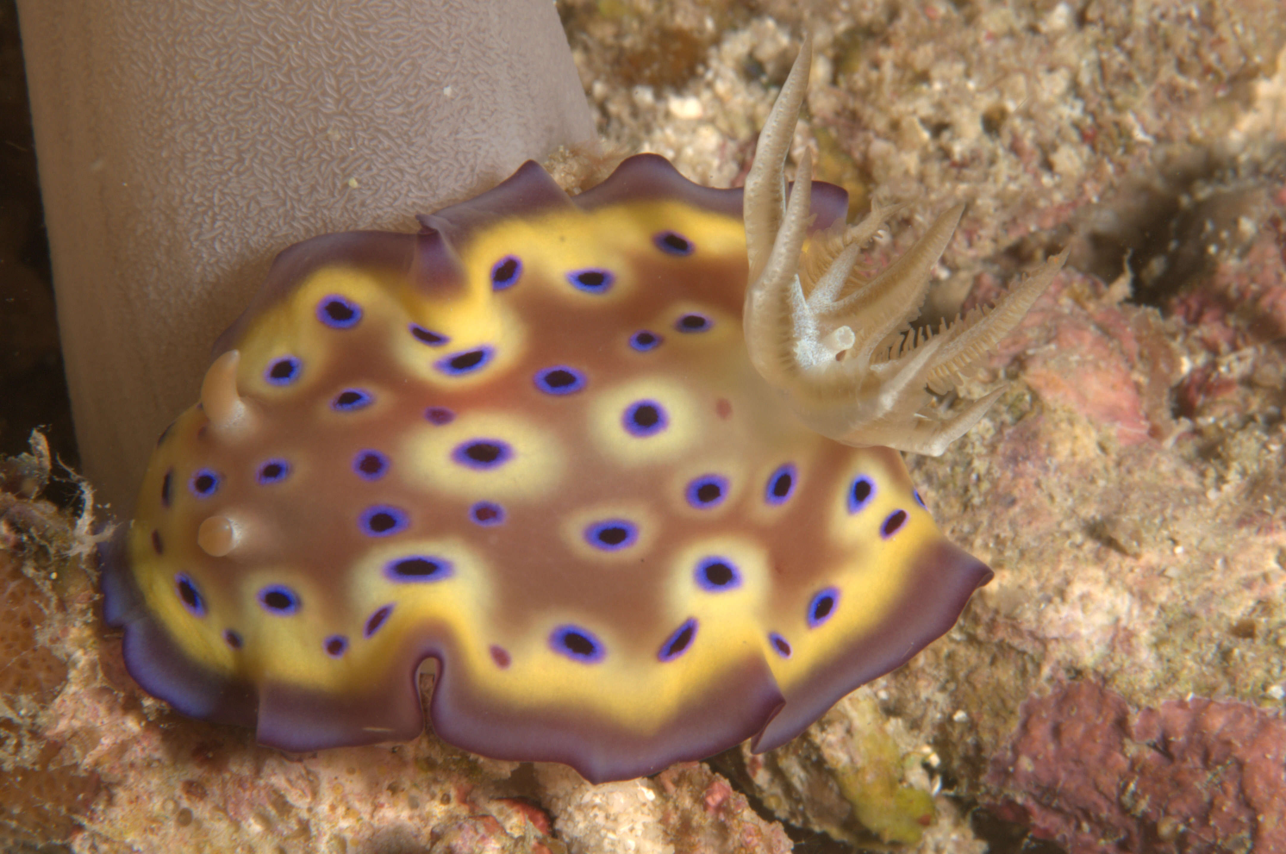 Image of Purple spot skirt lifter slug