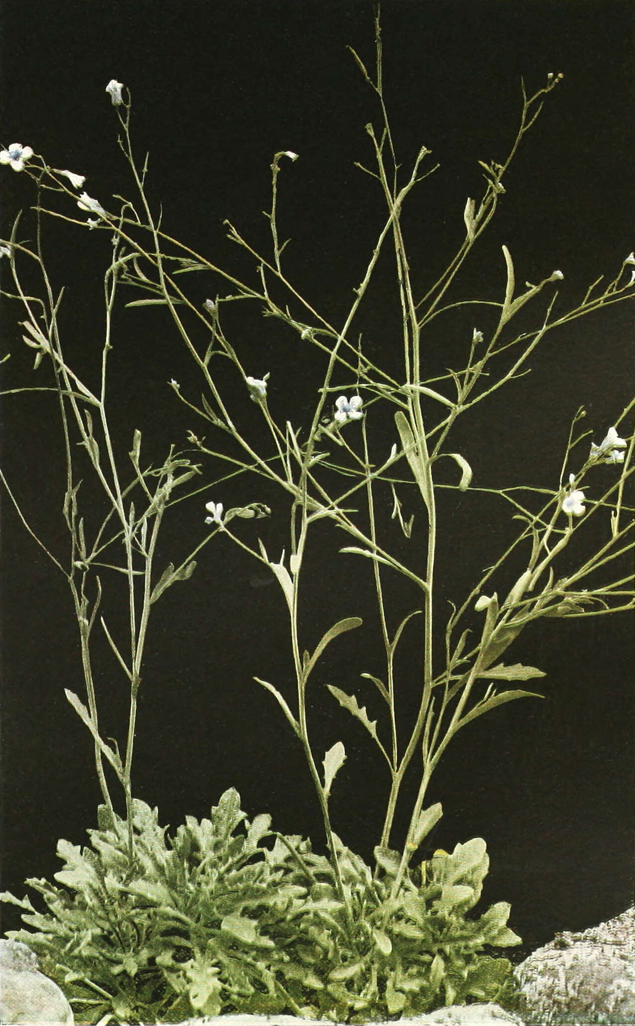 Sivun Arabidopsis lyrata (L.) O'Kane & Al-Shehbaz kuva