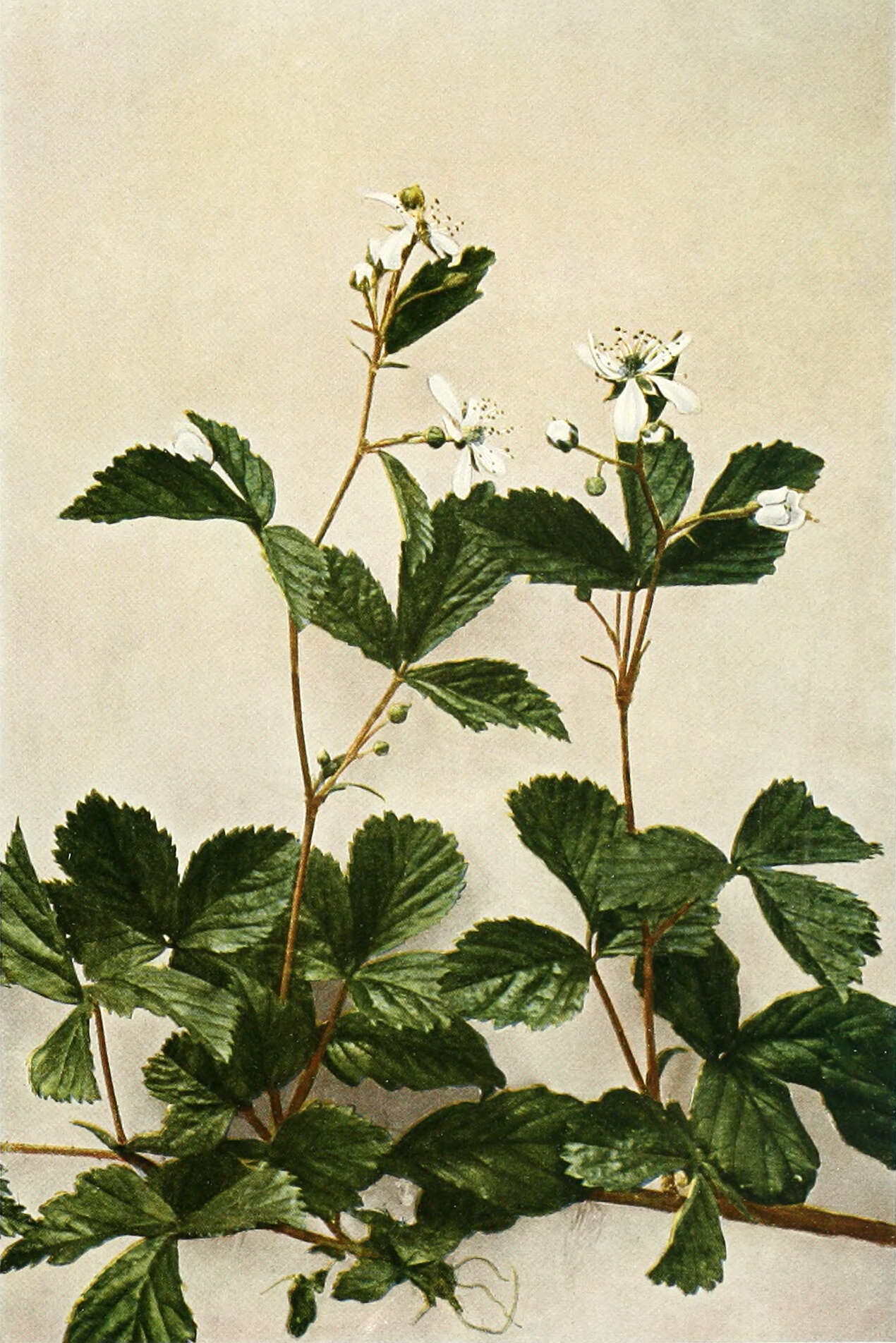 Image of northern dewberry