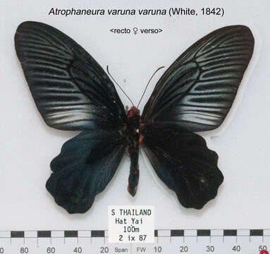 Image of Atrophaneura varuna (White 1842)