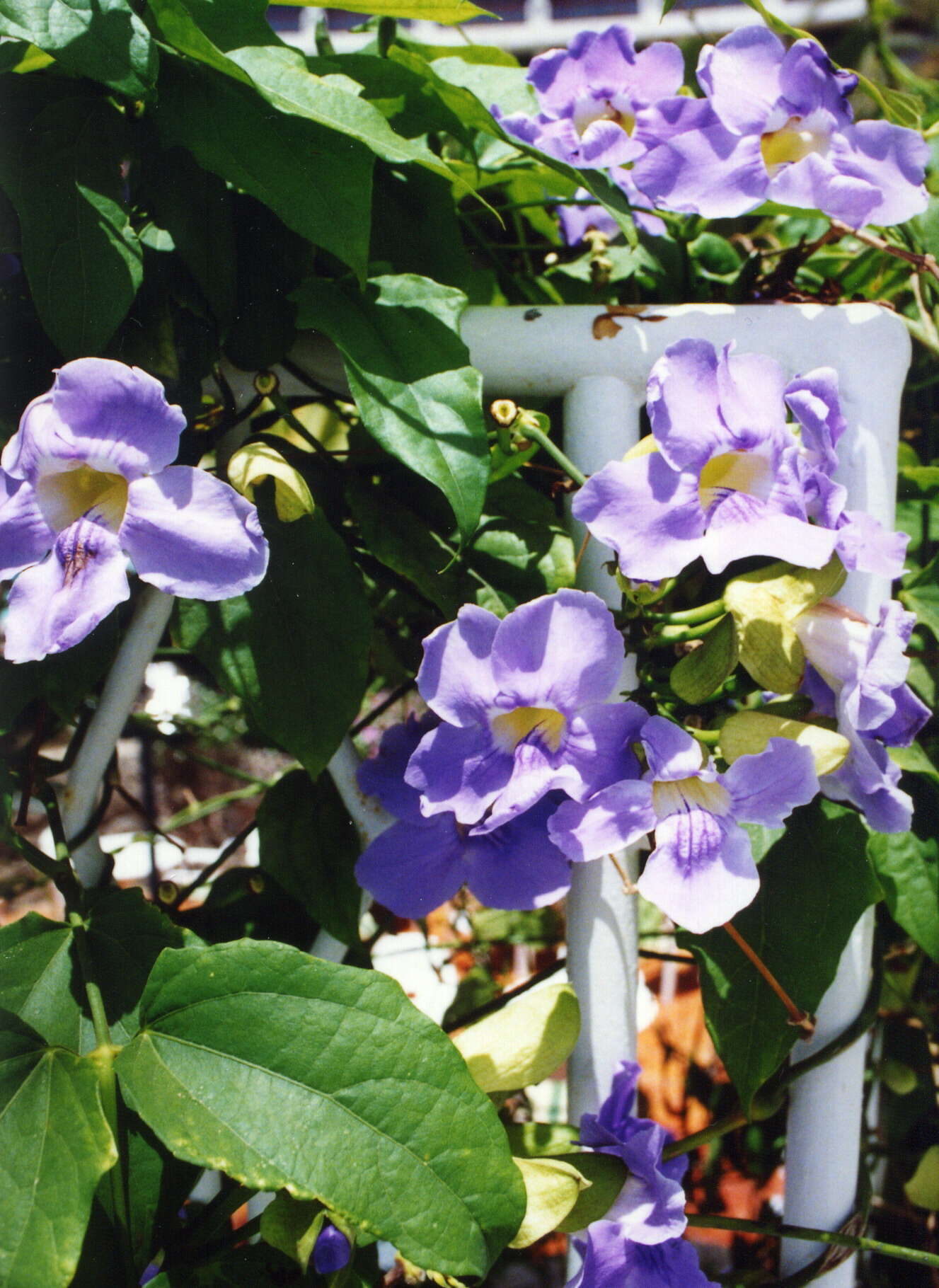 Image of Bengal clock vine