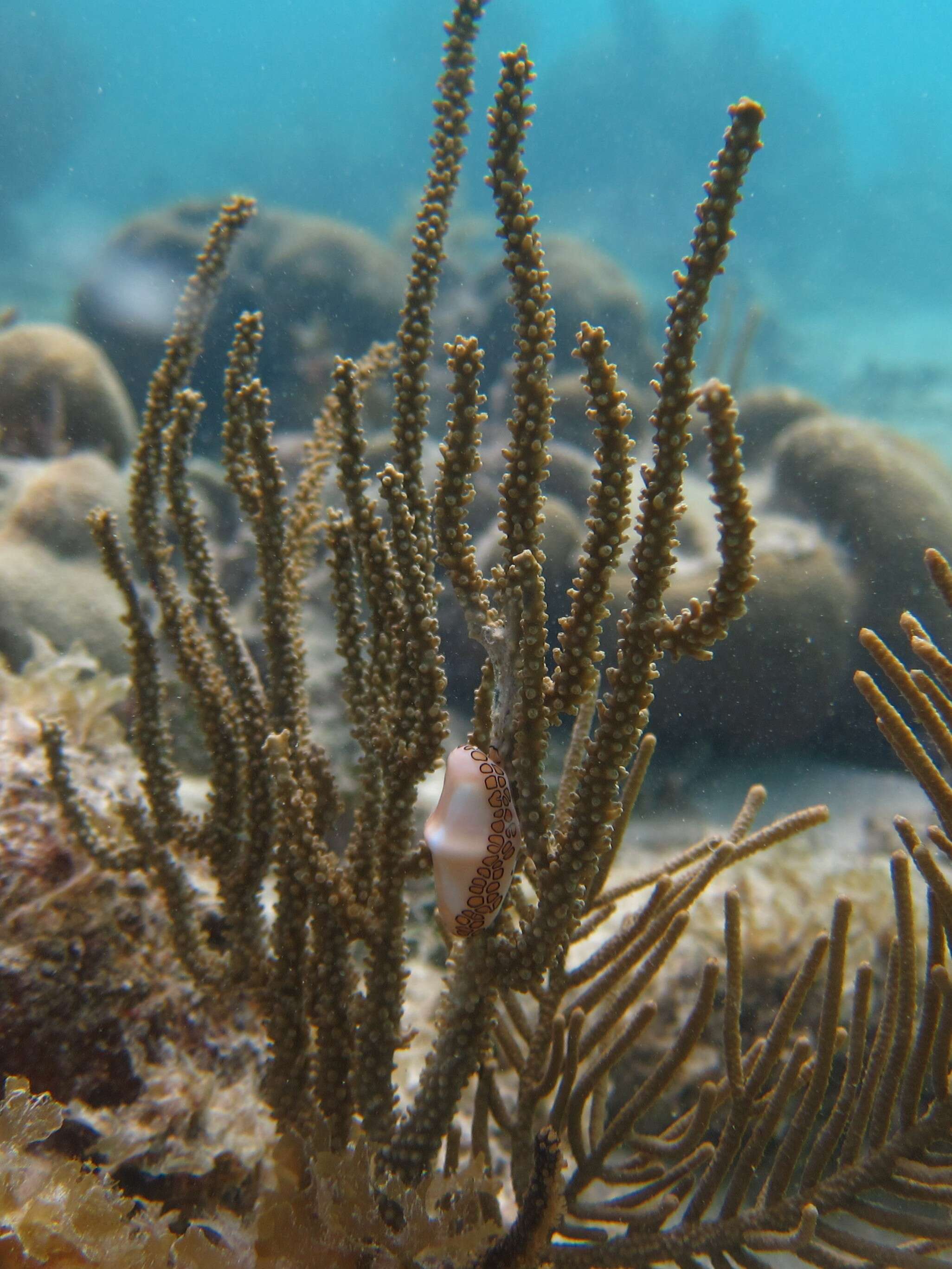 Image of Flamingo tongue snail