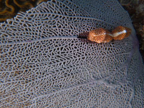 Image of Flamingo tongue snail