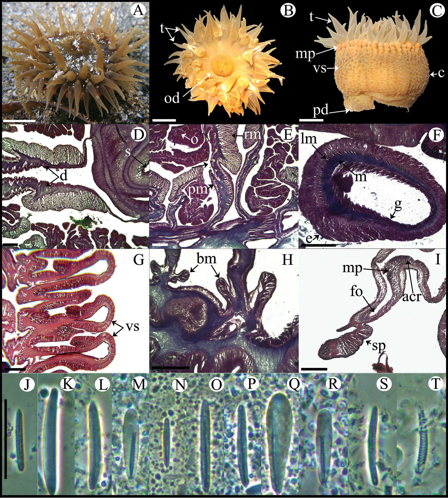 Image of Bunodosoma cavernatum (Bosc 1802)