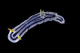 Image of Chromodoris boucheti