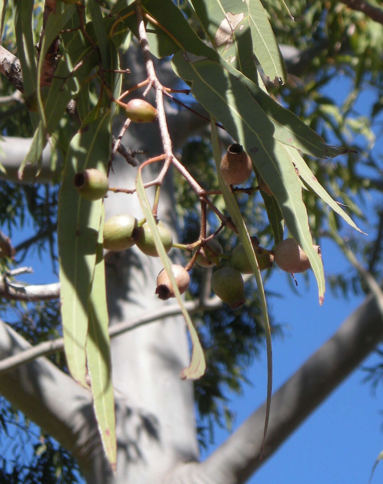 Слика од Corymbia erythrophloia (Blakely) K. D. Hill & L. A. S. Johnson