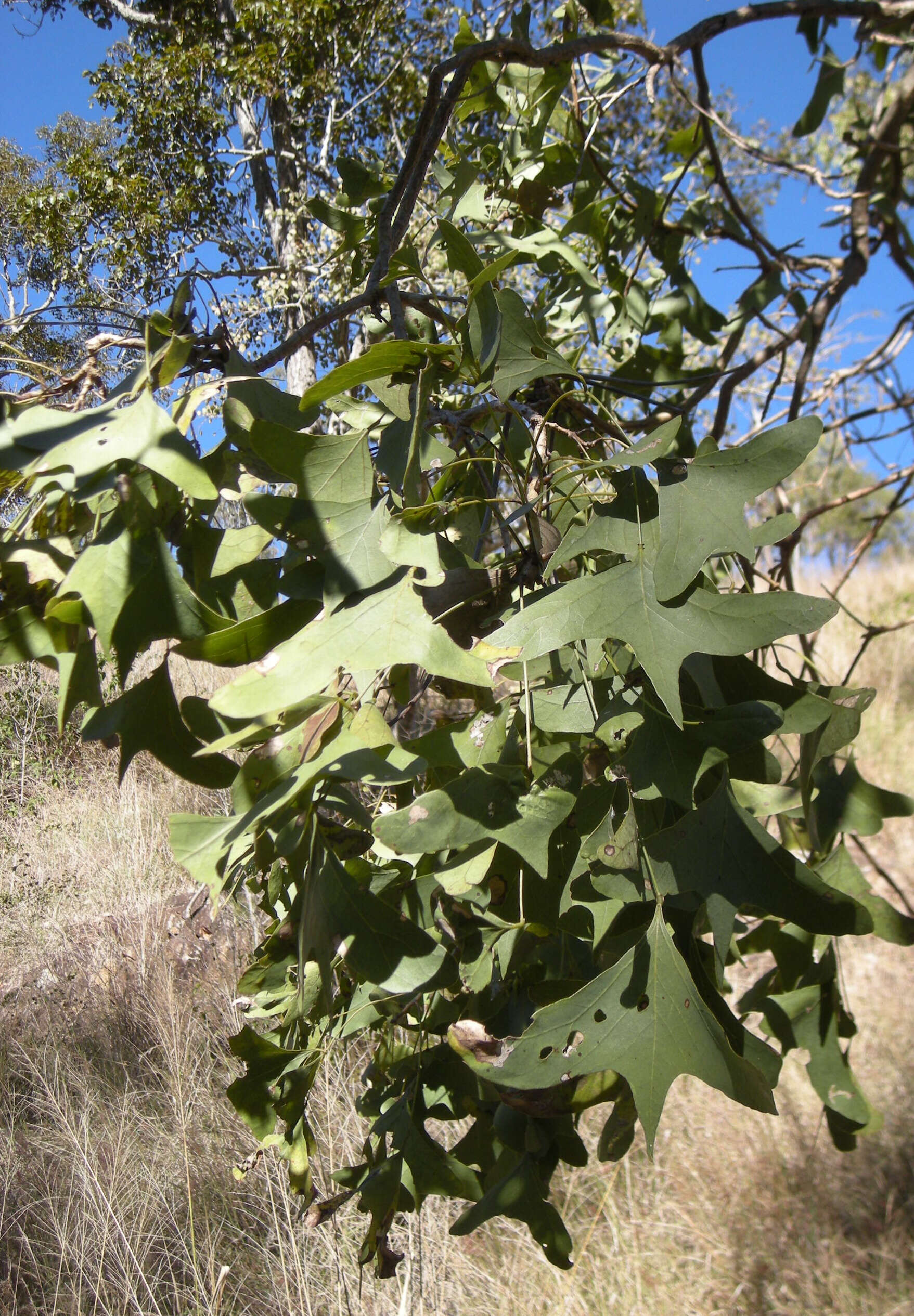 Imagem de Erythrina vespertilio Benth.