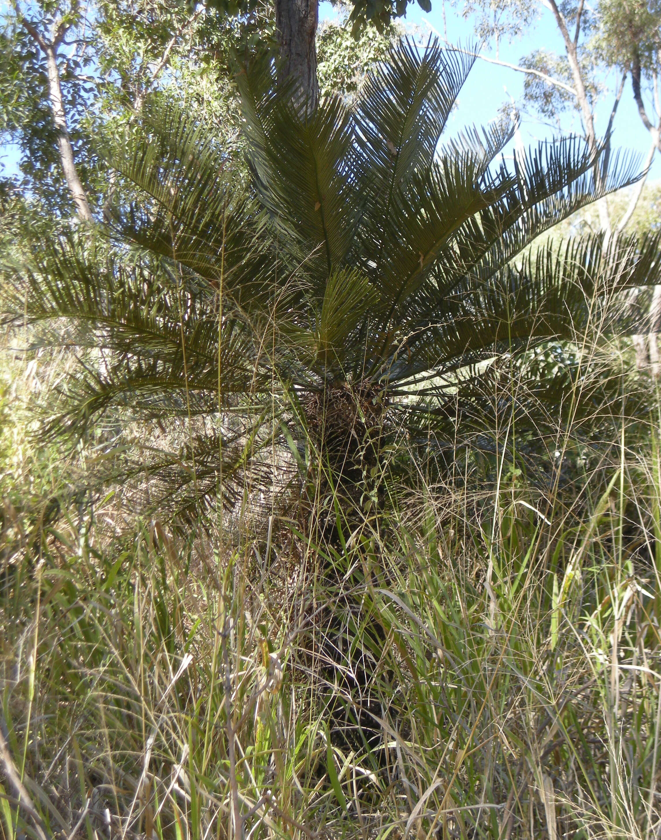 Image of Macrozamia miquelii (F. Muell.) A. DC.