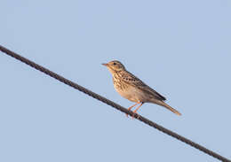 Image of Tree Pipit