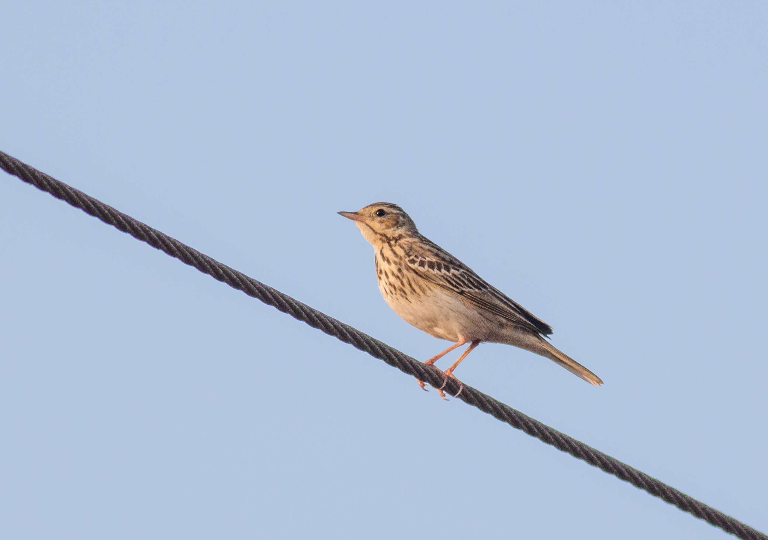 Image of Tree Pipit