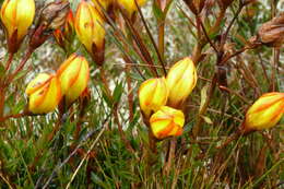 Image of Gentianella hirculus (Griseb.) Fabris