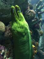 Image of Black Moray