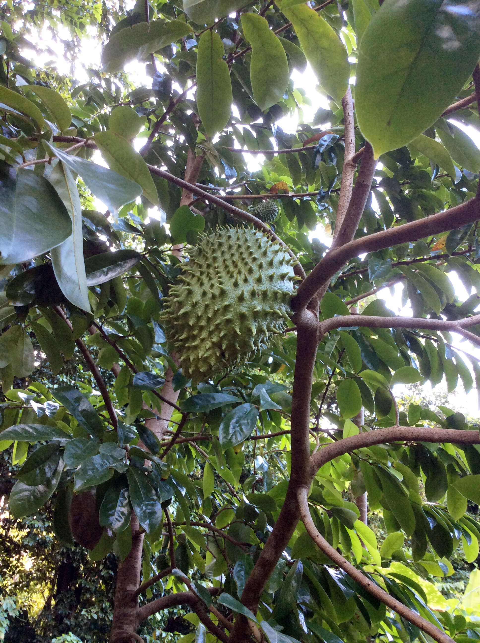 Image of soursop