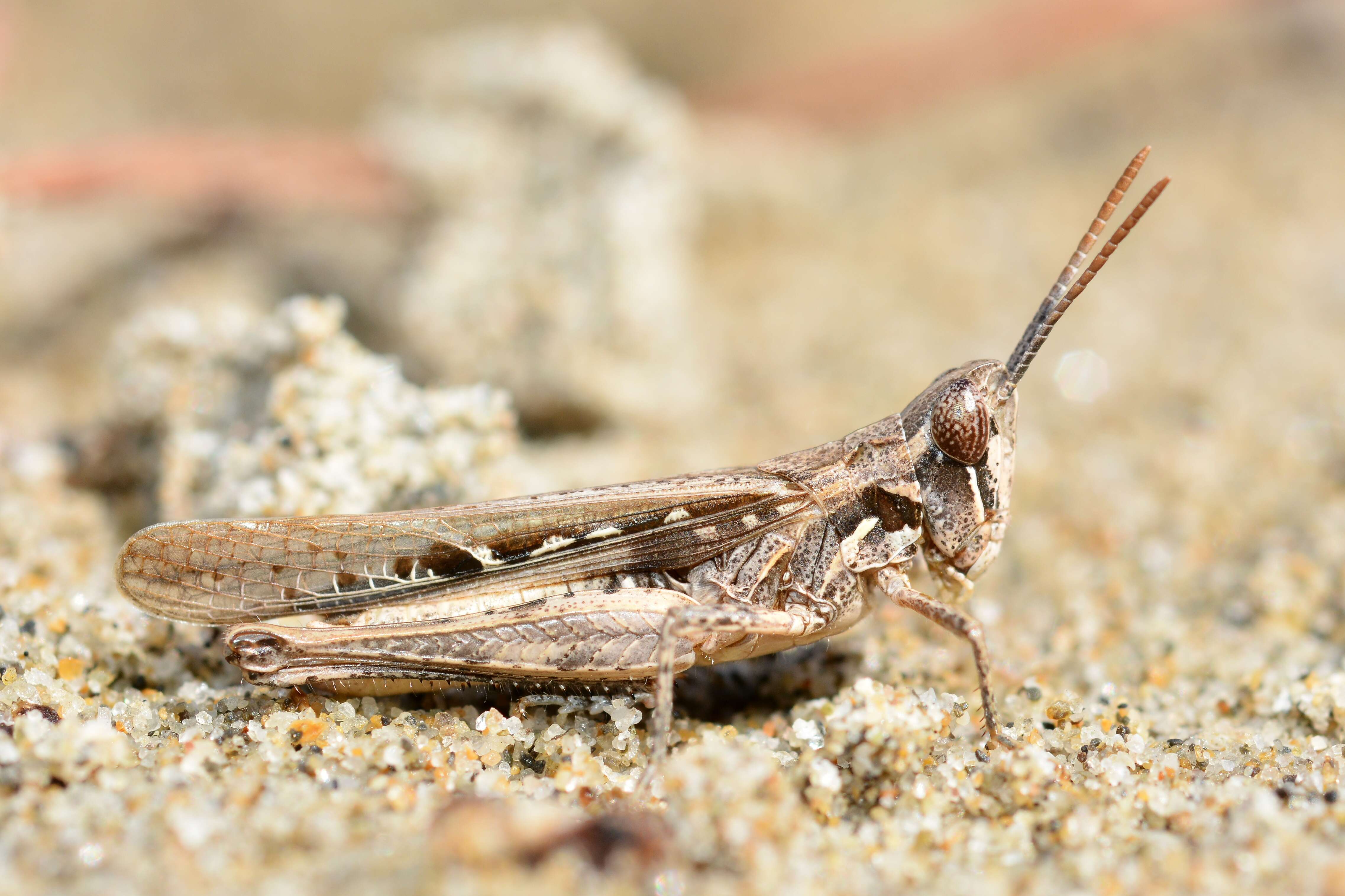 Image of Calephorus compressicornis (Latreille 1804)