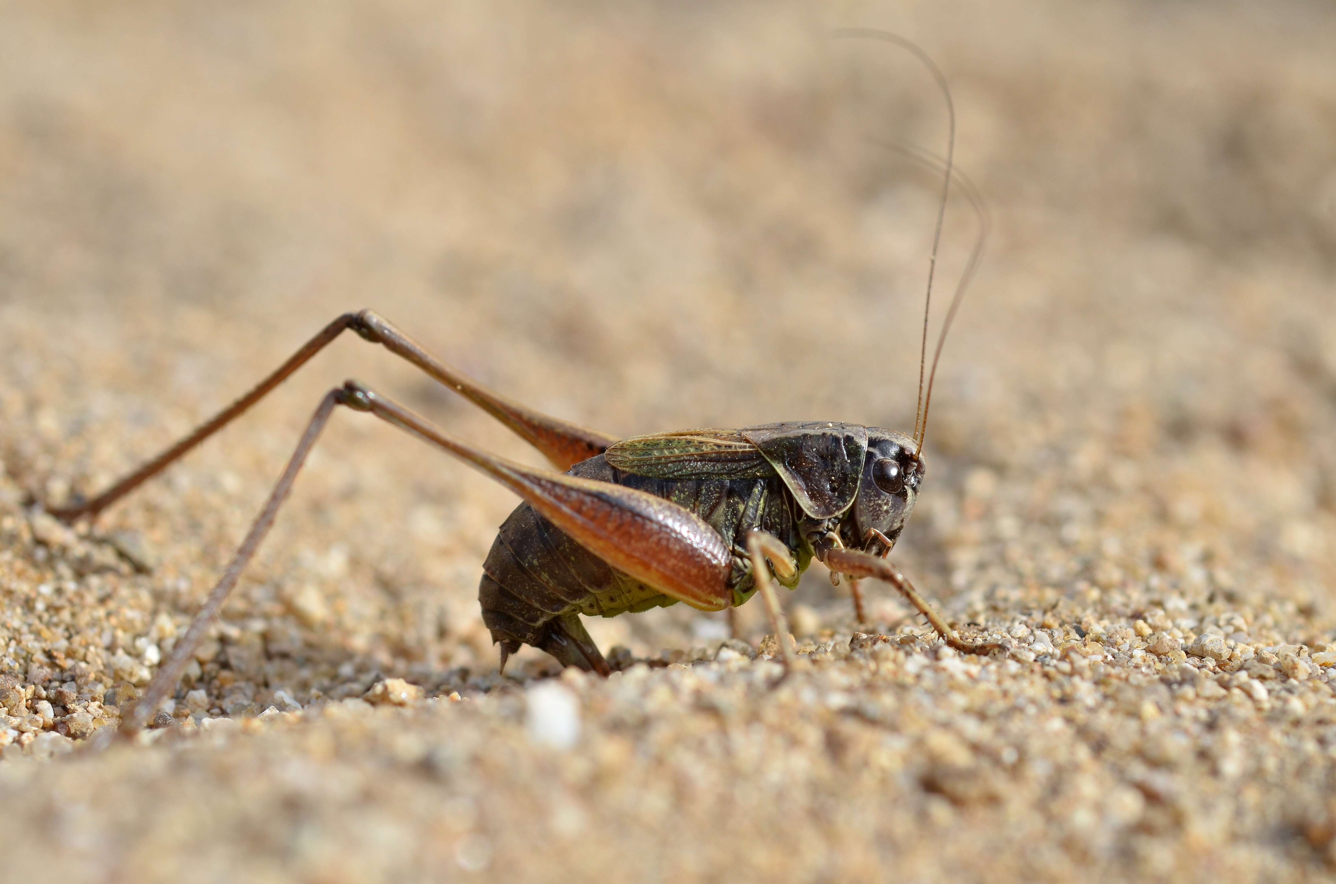 Image of Metrioptera saussuriana (Frey-Gessner 1872)