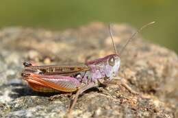 Image of Stenobothrus nigromaculatus (Herrich-Schäffer 1840)