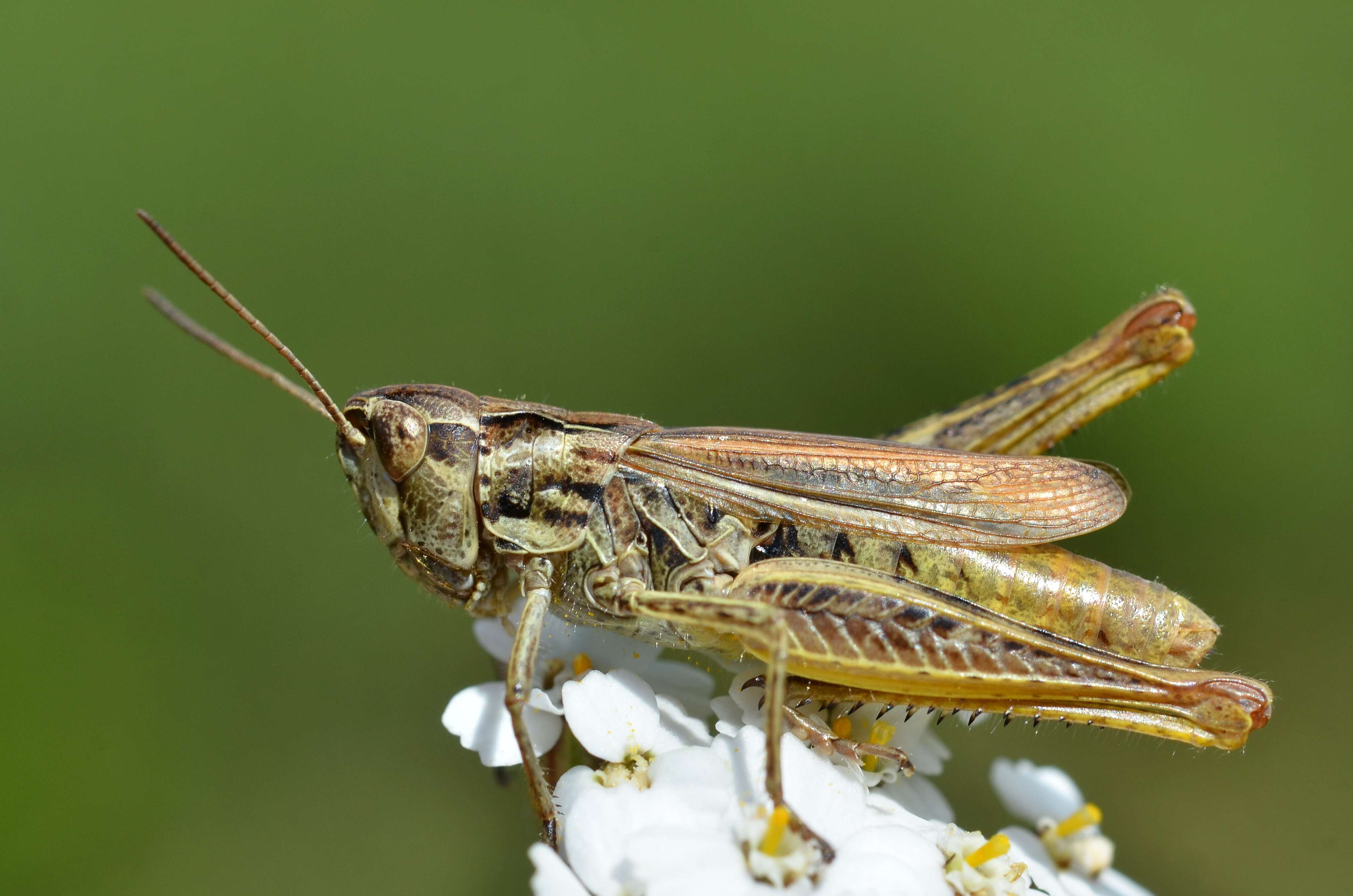 Image de criquet des adrets