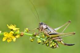 Image of bog bush-cricket