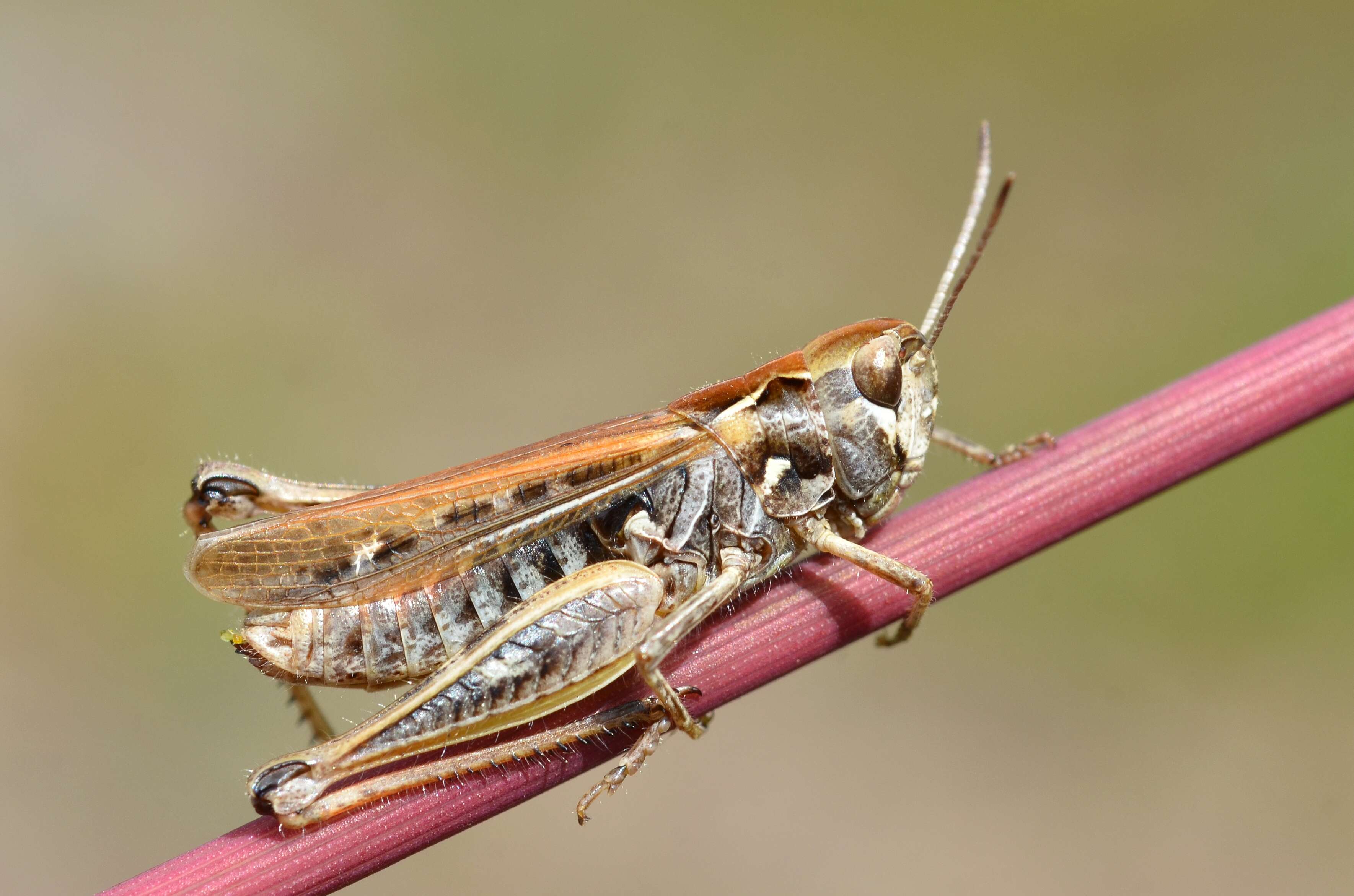 Plancia ëd Myrmeleotettix