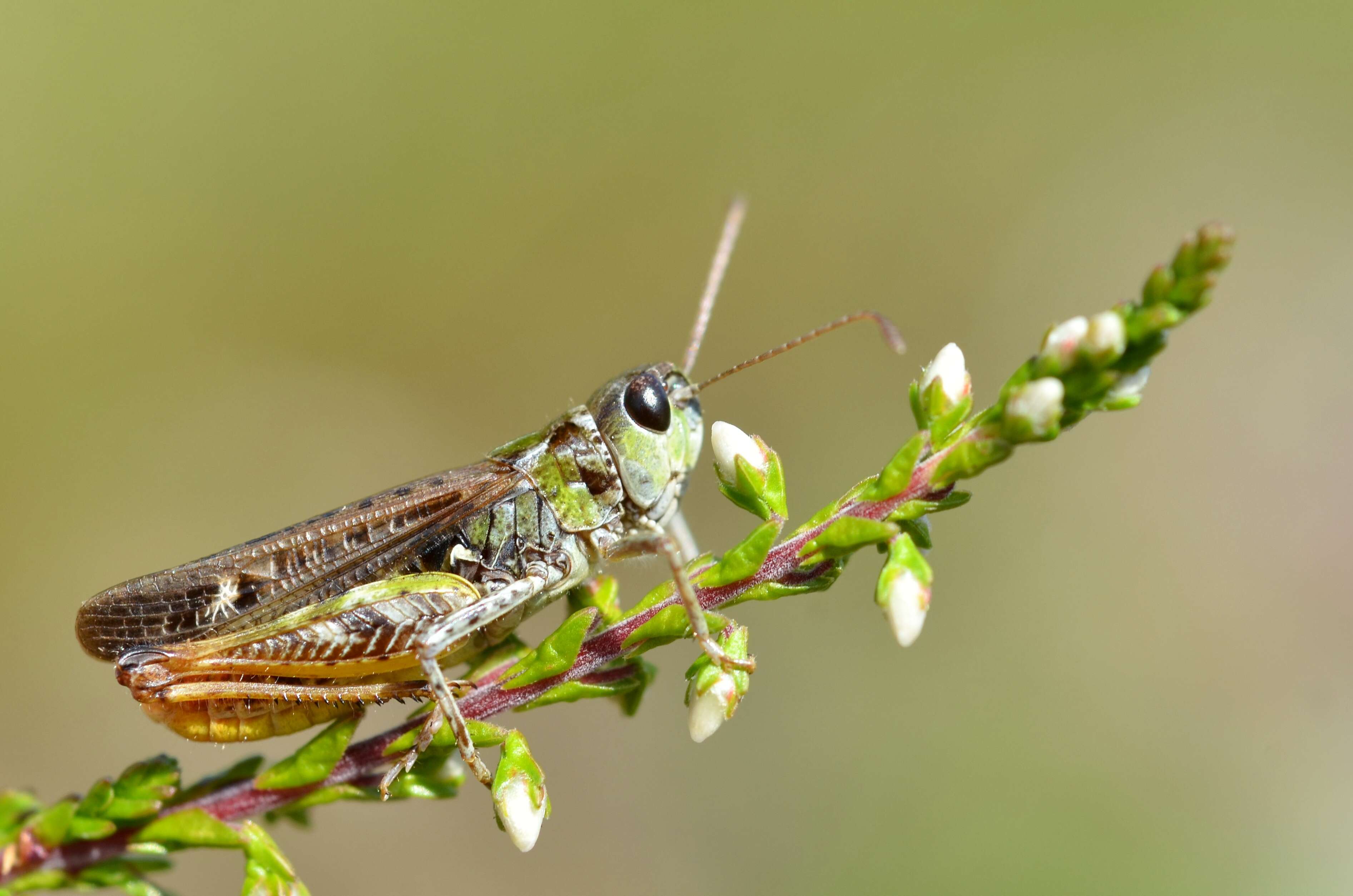 Plancia ëd Myrmeleotettix