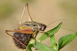 Image of Metrioptera saussuriana (Frey-Gessner 1872)