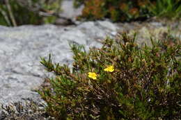 Image de Hudsonia montana Nutt.
