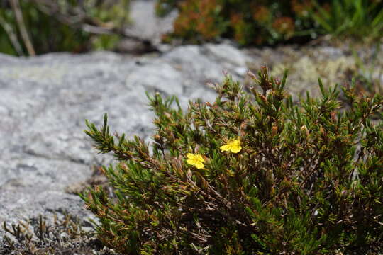 Imagem de Hudsonia montana Nutt.