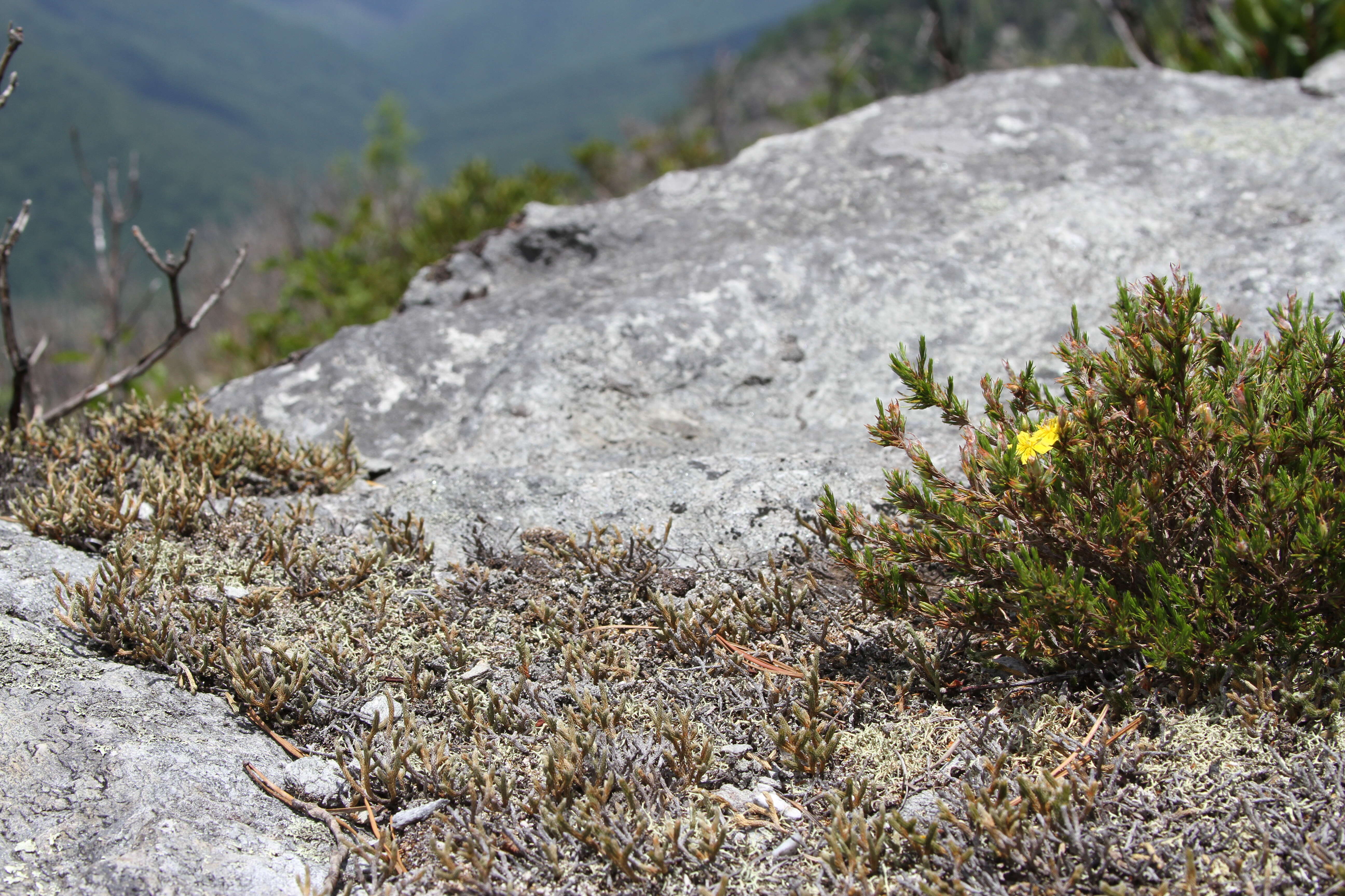 Imagem de Hudsonia montana Nutt.