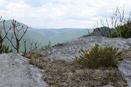 Image of mountain goldenheather