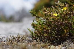 Image de Hudsonia montana Nutt.