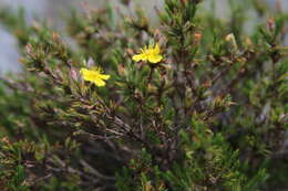 Image de Hudsonia montana Nutt.