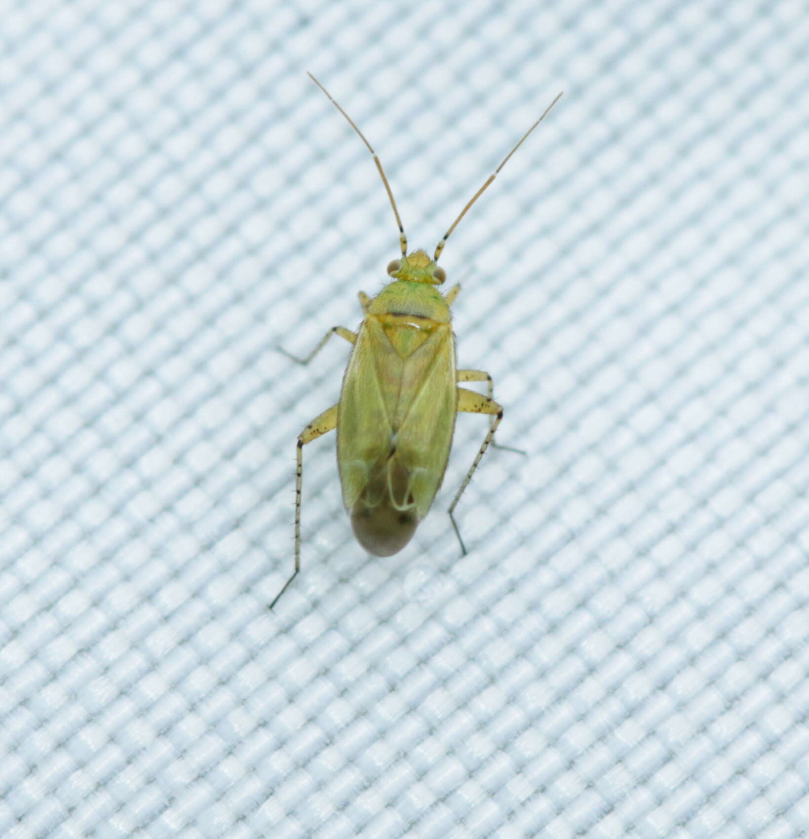 Plagiognathus chrysanthemi (Wolff 1804)的圖片